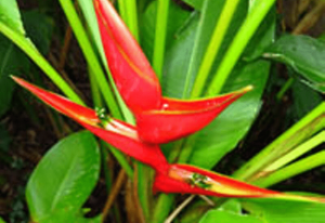 Bird of Paradise Flower