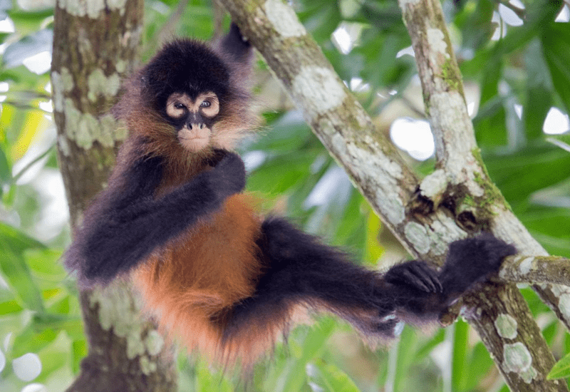 Spider monkey up close