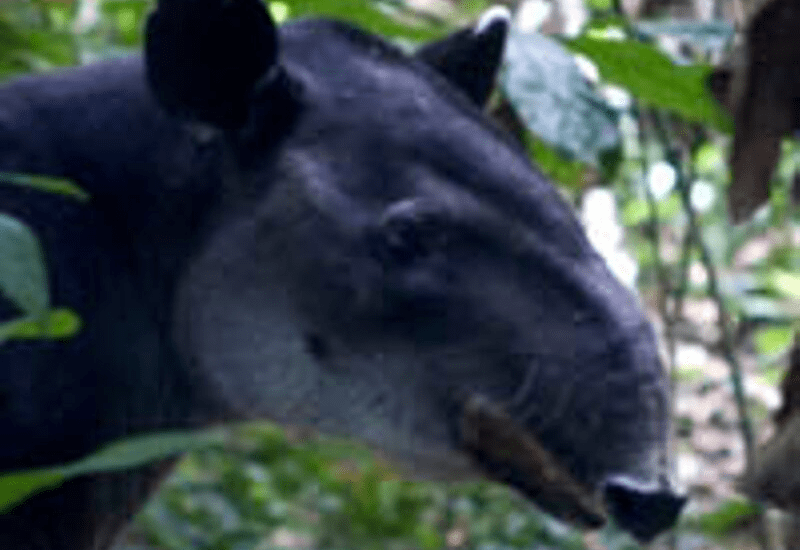 Tapir