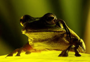 Costa Rica Frog