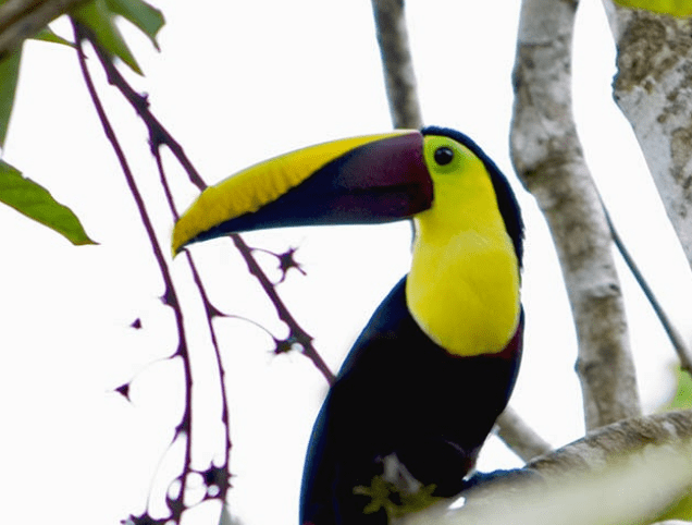 Tucan