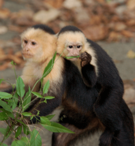 white face monkey and baby monkey photo gallery