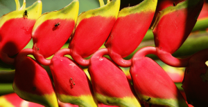 red flower costa rica jungle